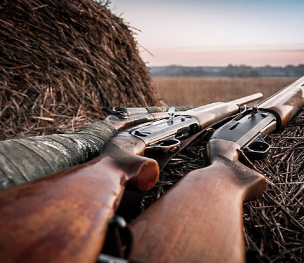 Hunting shotguns on haystack while halt during sunrise, soft focus on shutgun butt. Main focus is on breech block